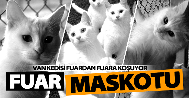 Van kedisi fuarların maskotu oldu