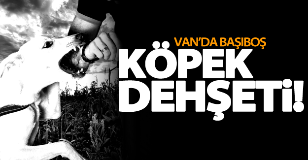 Van'da başıboş köpek dehşeti!