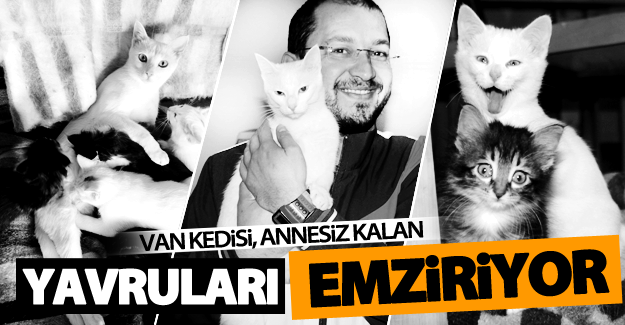 Van kedisi, annesiz kalan yavruları emziriyor