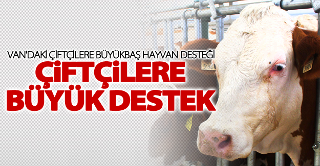 Van'daki çiftçilere büyükbaş hayvan desteği