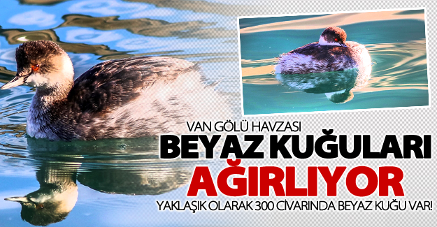 Van Gölü Havzası "beyaz kuğuları" ağırlıyor