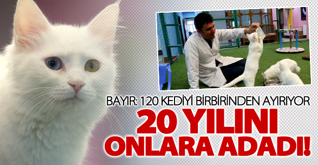 Van kedilerine 20 yılını verdi