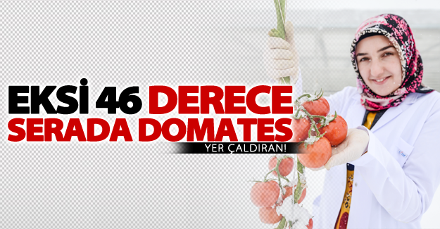 Eksi 40 derecede üretilen domatesler ihraç edilecek