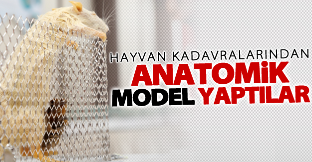 Hayvan kadavralarından anatomik model yaptılar