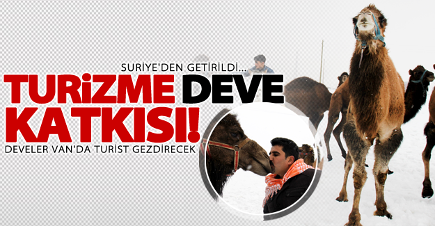 Van'daki turizme deve katkısı!