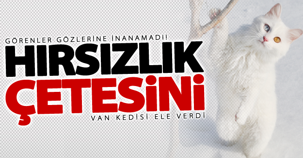 Hırsızlık çetesini Van Kedisi ele verdi