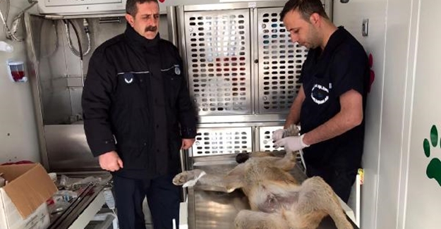 Edremit’te sokak köpekleri kısırlaştırıldı