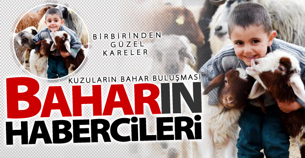 Van'da baharın habercileri! Kuzuların bahar buluşması