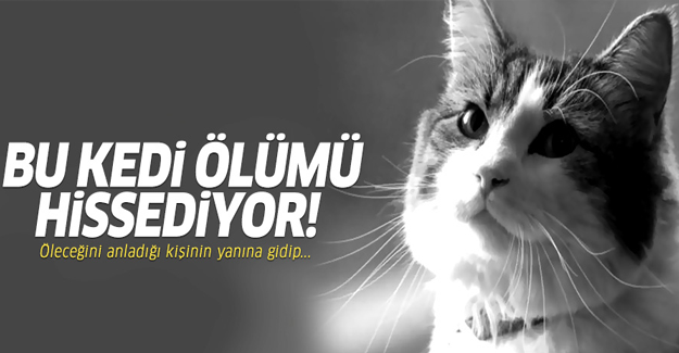 Bu kedi ölümü hissediyor!