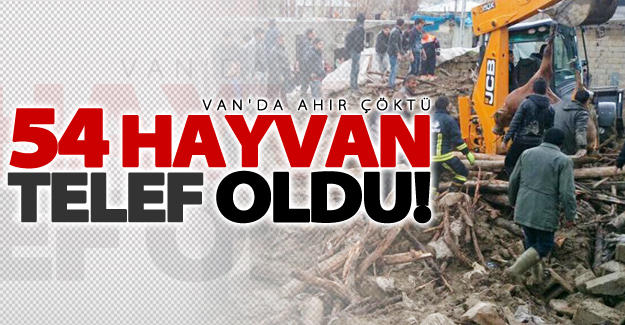 Van'da ahır çöktü, 54 hayvan telef oldu