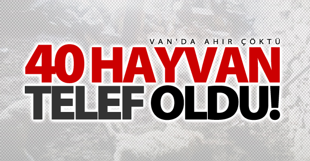 Van'da ahır çöktü, 40 hayvan telef oldu