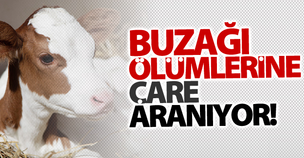 Van'da buzağı ölümlerine çare aranıyor!