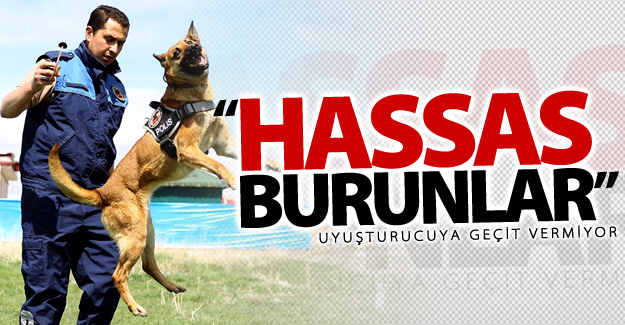 Van'da 'Hassas burunlar' uyuşturucuya geçit vermiyor