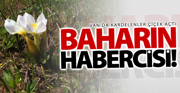 Van'da kardelenler çiçek açtı