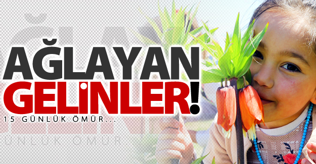 Ağlayan gelinler büyülüyor