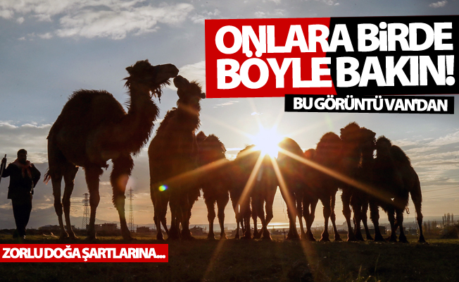 Zorlu doğa koşulları develere şampiyonluk getiriyor