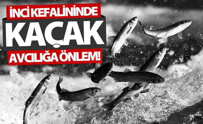 İnci kefalininde kaçak avcılığa önlem!
