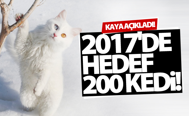 Van Kedileri'nde 2017’de 200 yavru elde edilmesi planlanıyor!