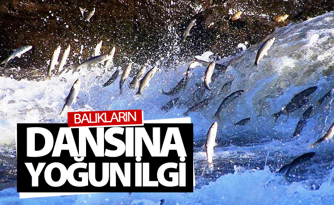 Balıkların dansına yoğun ilgi