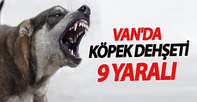Van'da köpek dehşeti; 9 yaralı
