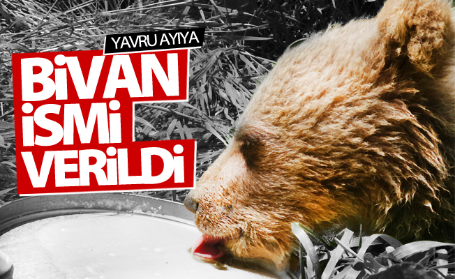Yavru ayıya ‘Bivan’ ismi verildi