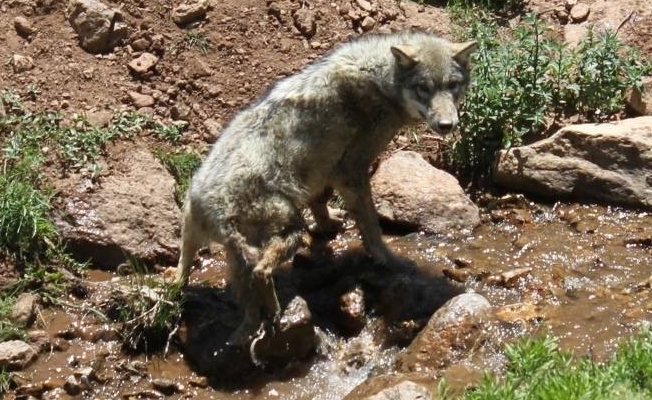 Tedavisi tamamlanan kurt doğaya bırakıldı