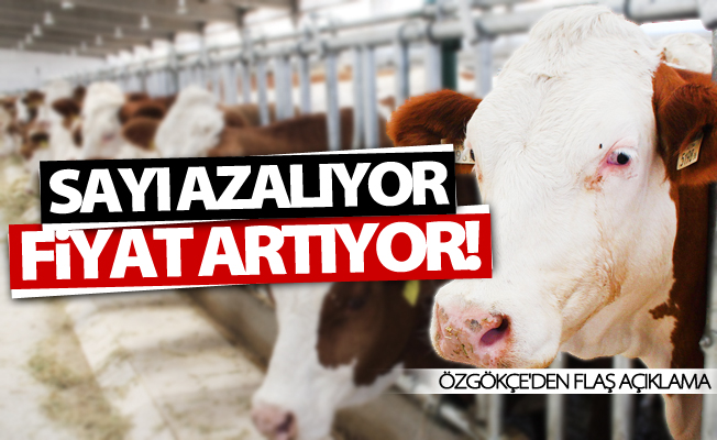 Van’da hayvan sayısı azalıyor, satış fiyatlar artıyor!