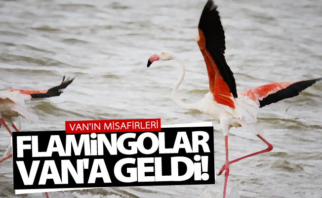 Flamingolar Van'a geldi