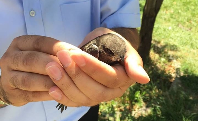 Tedavisi tamamlanan ebabil kuşu doğaya salındı