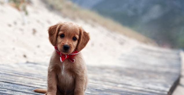 Toprak altında kalan yavru köpekleri kurtarma operasyonu!