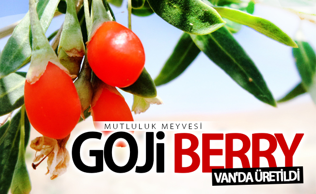 Mutluluk meyvesi goji berry Van'da üretildi