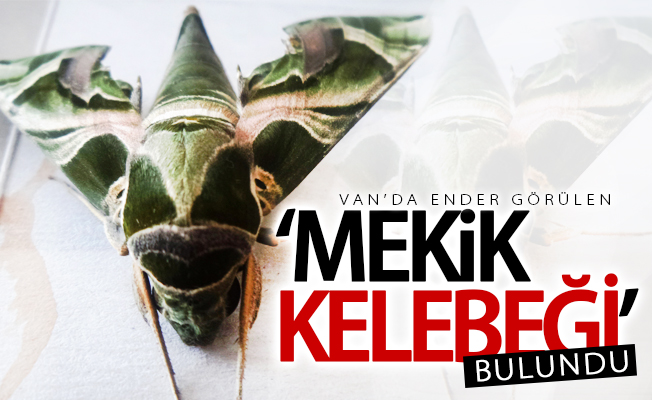 Van’da ender görülen ‘Mekik Kelebeği’ bulundu