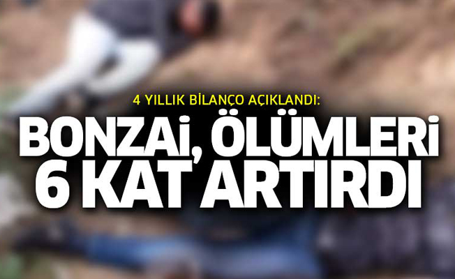 'Bonzai'nin 4 yıllık bilançosu: Ölümler 6 kat arttı