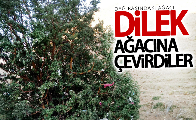 Dağ başındaki ağacı dilek ağacına çevirdiler