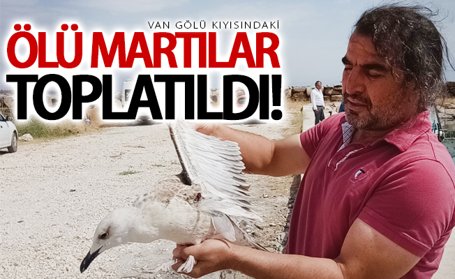 Van Gölü kıyısındaki ölü martılar toplatıldı