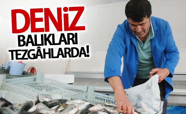 Deniz balıkları tezgâhlardaki yerini aldı