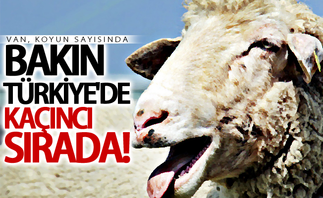 Van, koyun sayısında bakın Türkiye'de kaçıncı sırada!