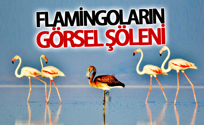 Flamingoların görsel şöleni