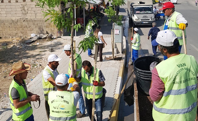 Van'da yeni yollar ağaçlarla donatıldı