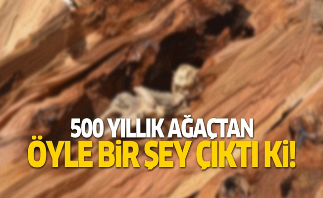 500 yıllık ağaçtan öyle bir şey çıktı ki!