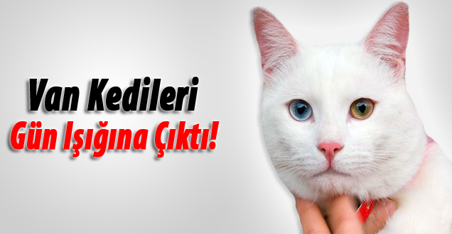 Van Kedileri gün ışığına çıktı!