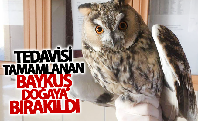 Tedavisi tamamlanan Baykuş, doğaya bırakıldı