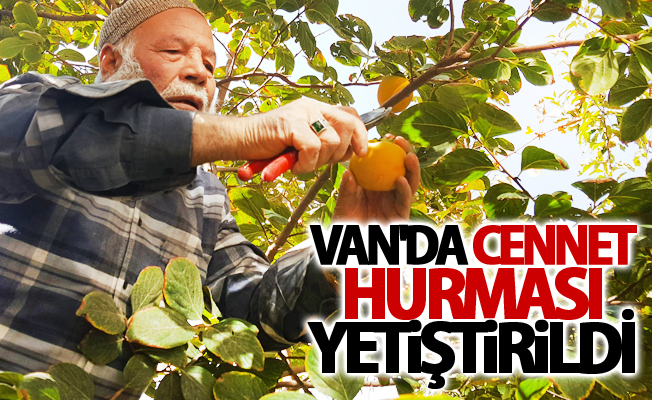 Van'da cennet hurması yetiştirildi