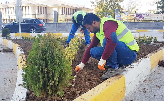 Büyükşehir 230 bin adet ağaç dikti