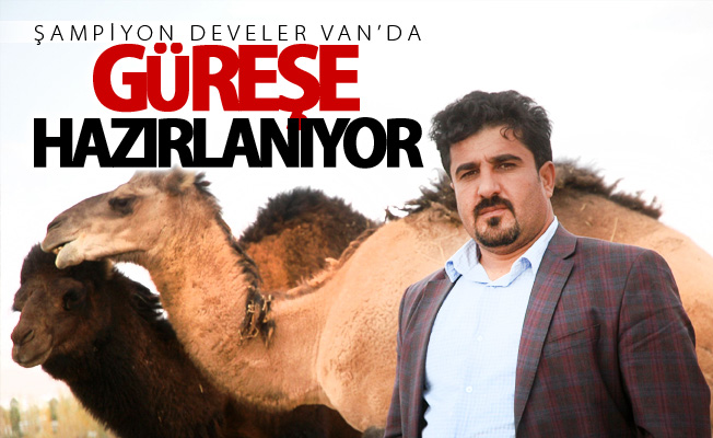 Şampiyon develer Van’da güreşe hazırlanıyor