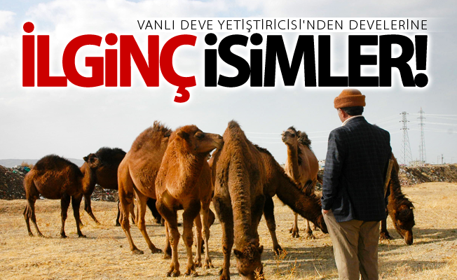 Vanlı Deve Yetiştiricisi'nden develerine ilginç isimler