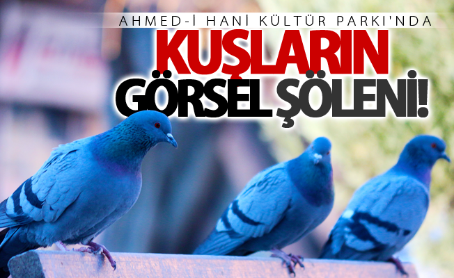 Van'da kuşların görsel şöleni