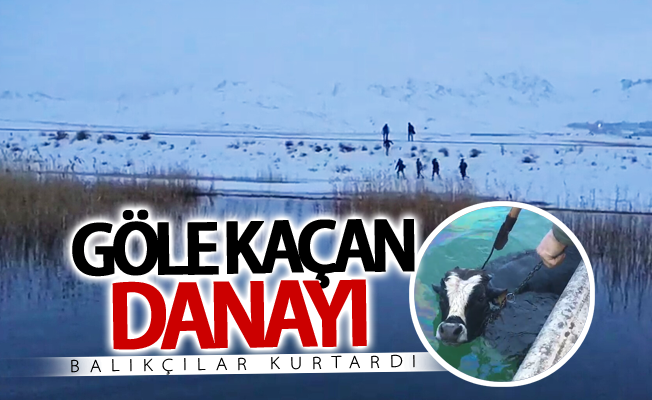 Göle kaçan danayı balıkçılar kurtardı