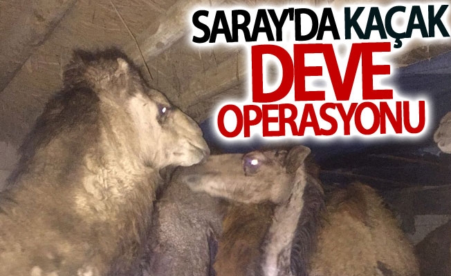 Van Saray'da kaçak deve operasyonu