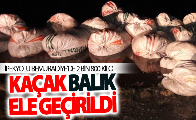 Muradiye'de 2 bin 800 kilo kaçak balık ele geçirildi